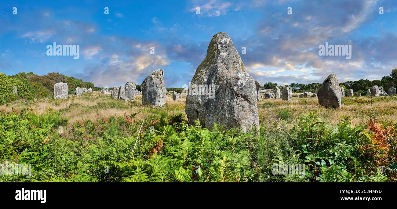 View of Carnac neolthic standing stones monaliths, a pre-Celtic site of standing stones used from 4500 to 2000 BC,  Carnac is famous as the site of mo Stock Photo