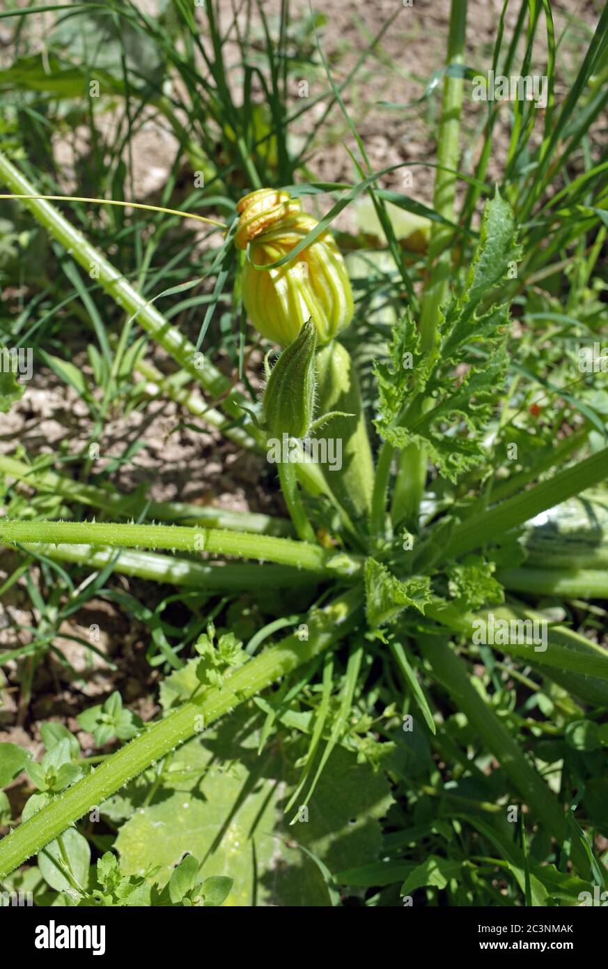 Courgette flower and fruit Stock Photo Alamy
