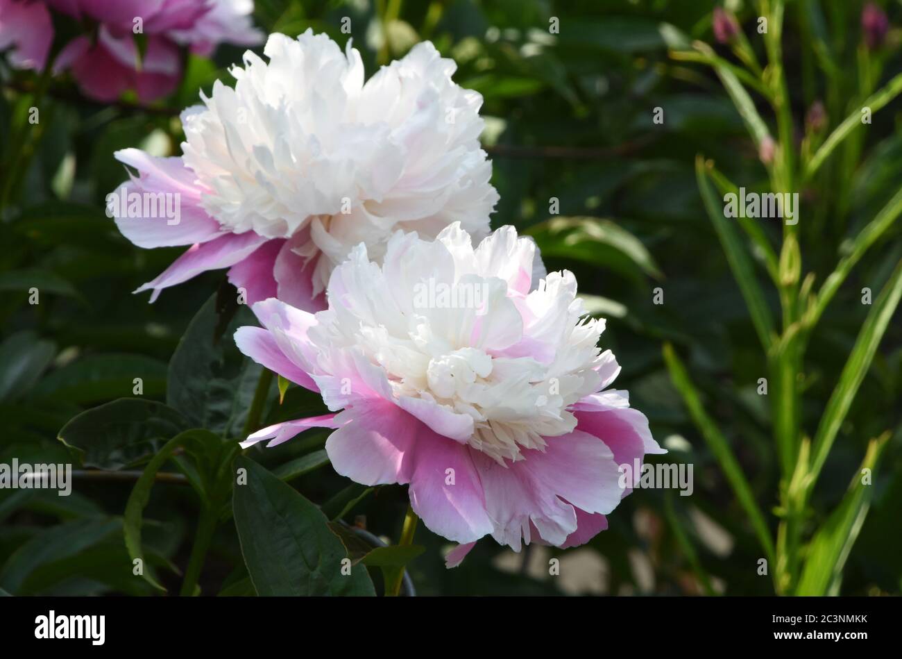 Pretty two tone white and pink peony flowers blooming. Stock Photo