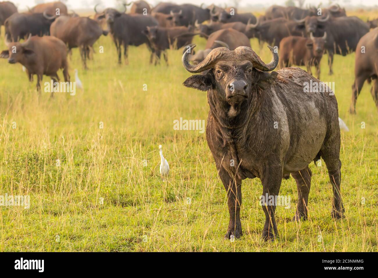 The big male african buffalo or Cape buffalo (Syncerus caffer) with his ...