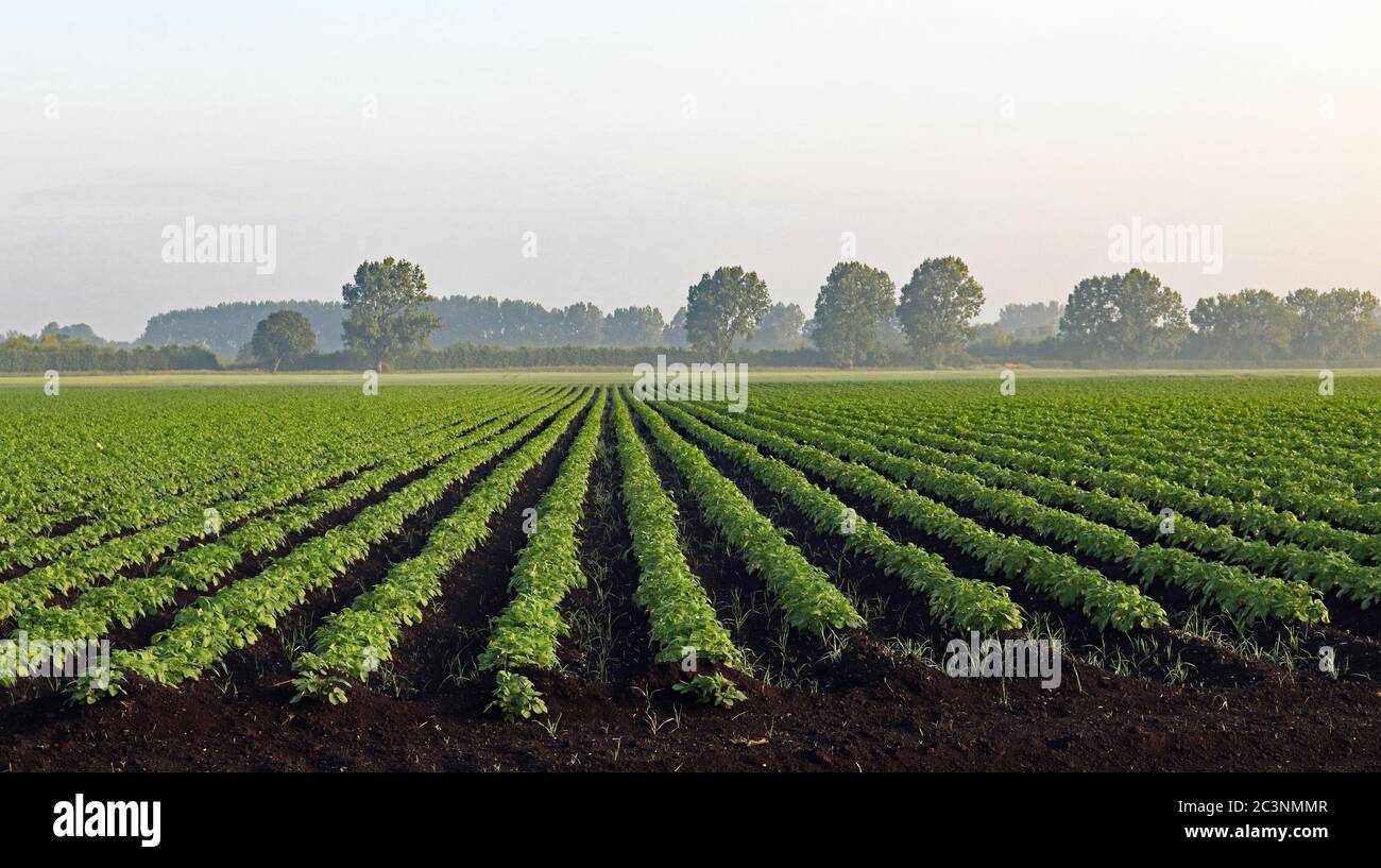 Potato field in the morning mist, A crop of potatoes are growing in the rich black soil of Martin Mere near the Wildlife and Wetlands Trust site. Stock Photo