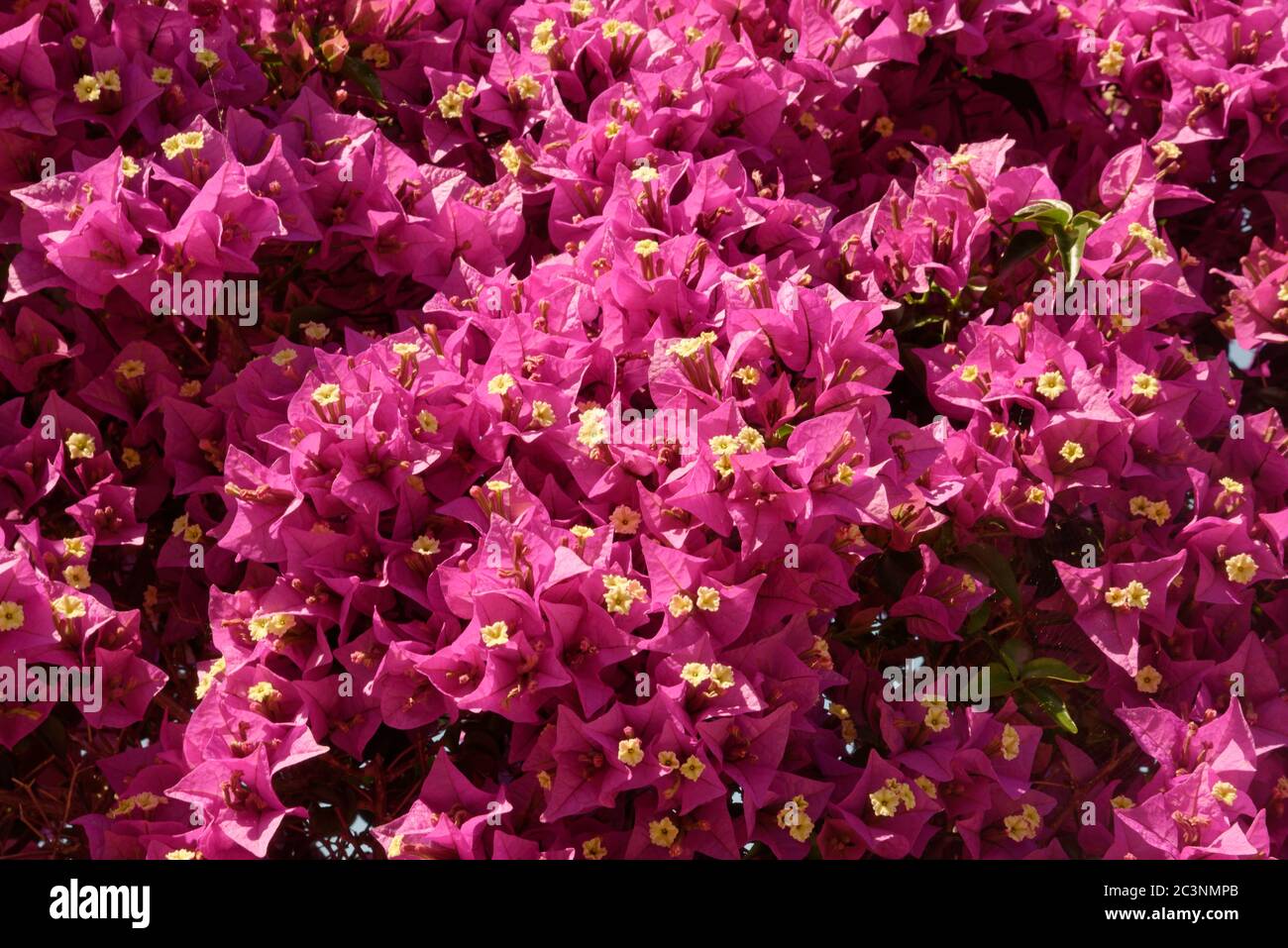 https://c8.alamy.com/comp/2C3NMPB/bougainvillea-bougainvillea-spectabilis-flowering-in-profusion-soller-mallorca-spain-may-2C3NMPB.jpg