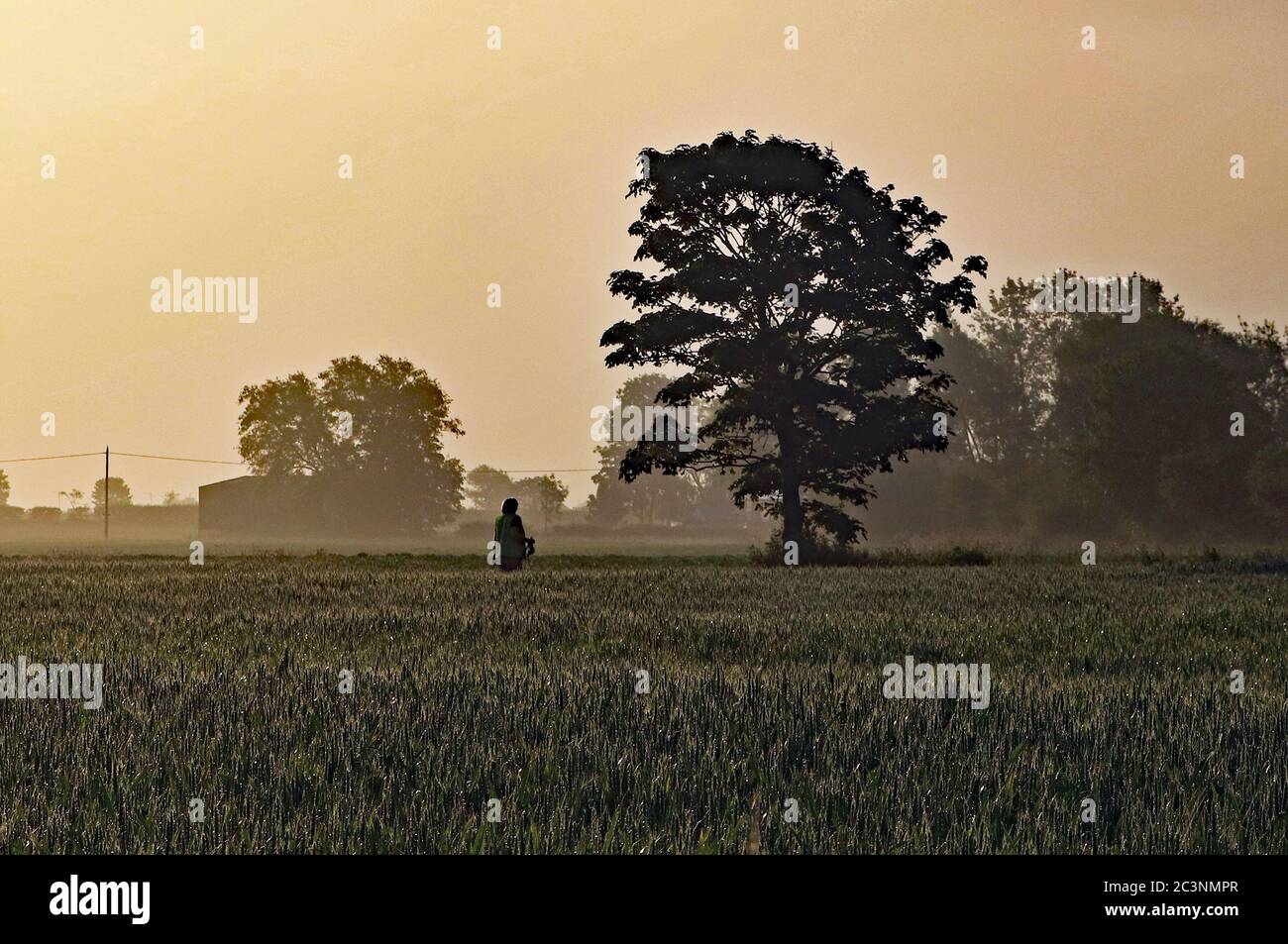 Early morning dog walker on Martin Mere. A lone dog walker crosses a field of wheat not long after dawn on a hazy sunny morning near Burscough. Stock Photo