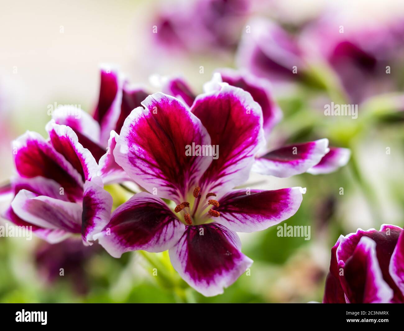 Deep purple geranium flower blooms with a soft blurry background.  Nature in your own garden. Stock Photo
