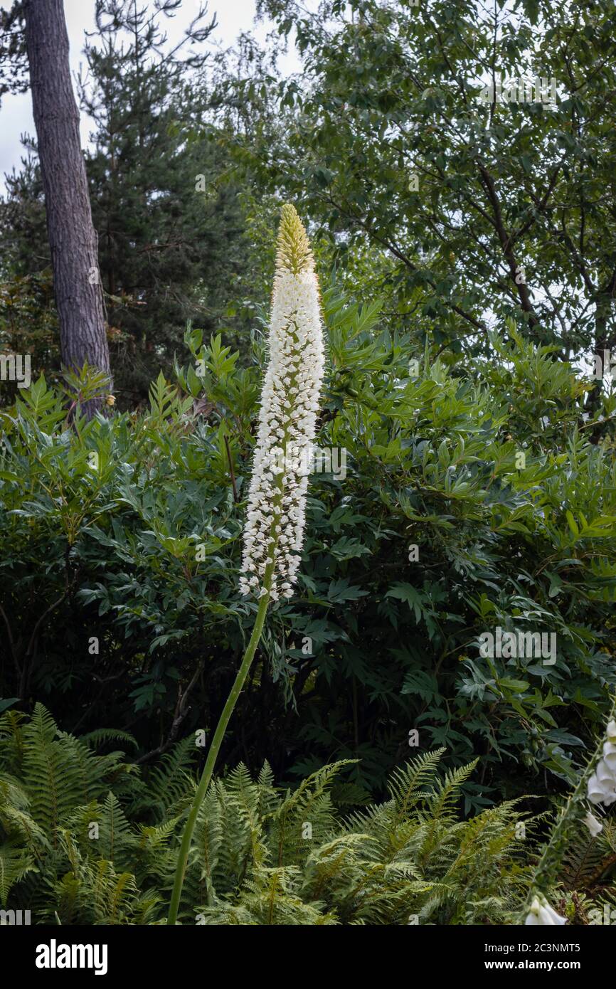 A tall spike of white Eremurus himalaicus (Himalayan foxtail lily) flowering in late spring / early summer in RHS Garden Wisley, Surrey, SE England Stock Photo