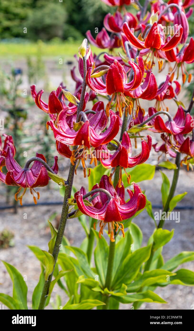 Martagon lily, lilium 'Pepard Gold' in flower in late spring / early summer in the Trials Field at RHS Garden Wisley, Surrey, SE England Stock Photo