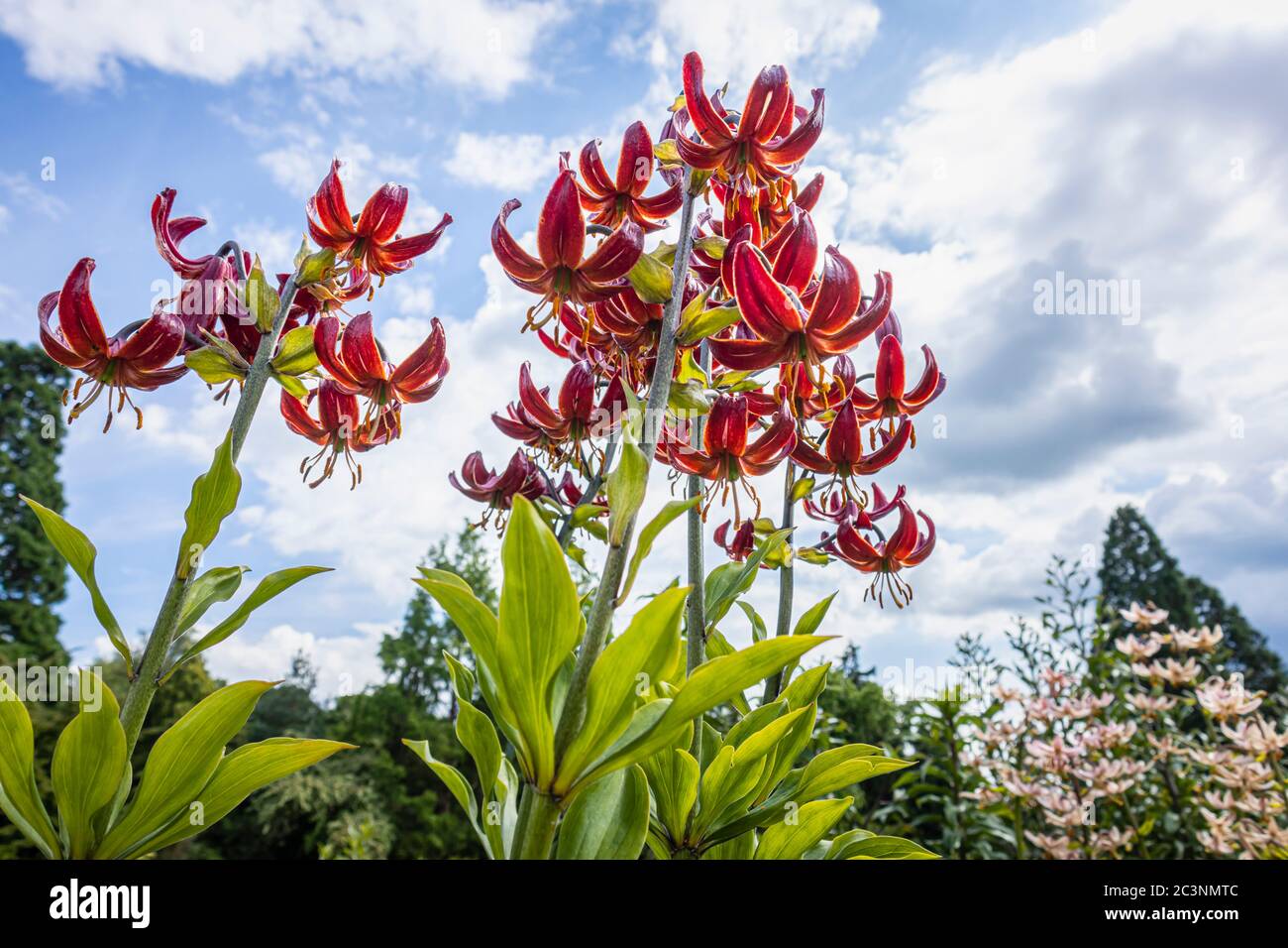 Martagon lily, lilium 'Pepard Gold' in flower in late spring / early summer in the Trials Field at RHS Garden Wisley, Surrey, SE England Stock Photo
