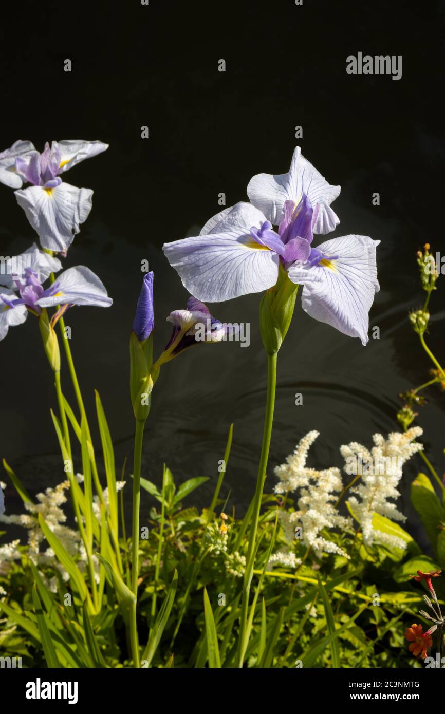 Japanese water iris, Iris Ensata 'Kozasa Gawa' in flower in late spring / early summer at RHS Garden Wisley, Surrey, southeast Englad Stock Photo