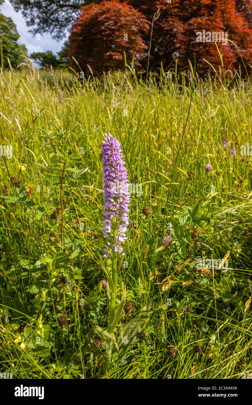 Purple common spotted orchid (Dactylorhiza fuchsii) flowering in the Alpine Meadow, RHS Garden Wisley, Surrey, in late spring / early summer Stock Photo