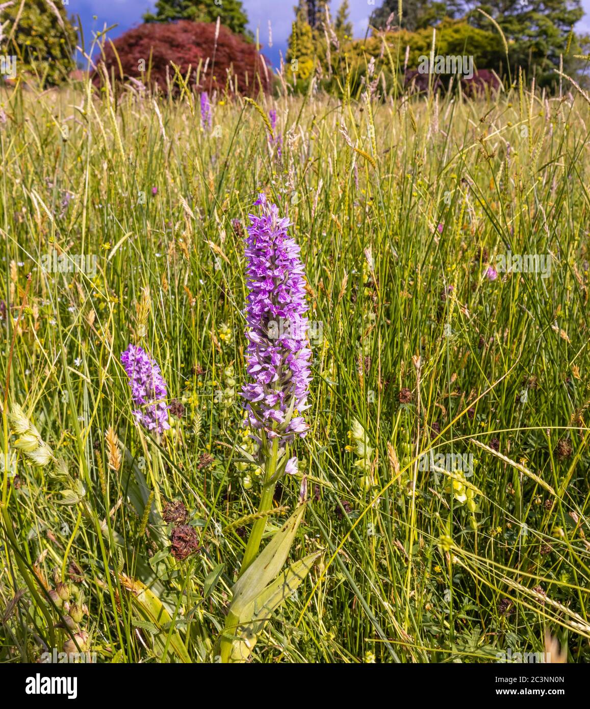 Purple common spotted orchid (Dactylorhiza fuchsii) flowering in the Alpine Meadow, RHS Garden Wisley, Surrey, in late spring / early summer Stock Photo