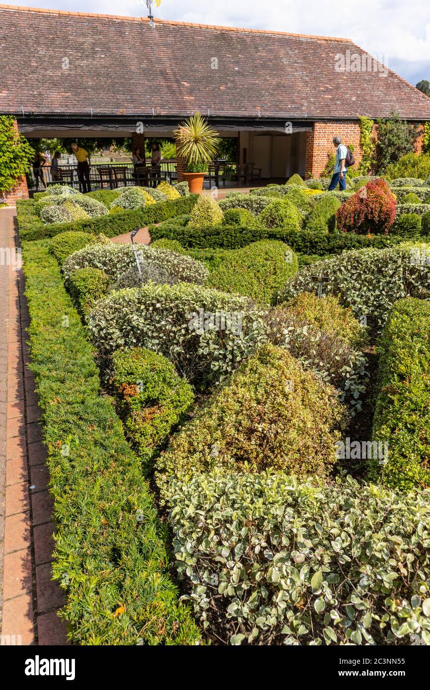The knot garden with neat clipped topiary bushes in the Walled Gardens