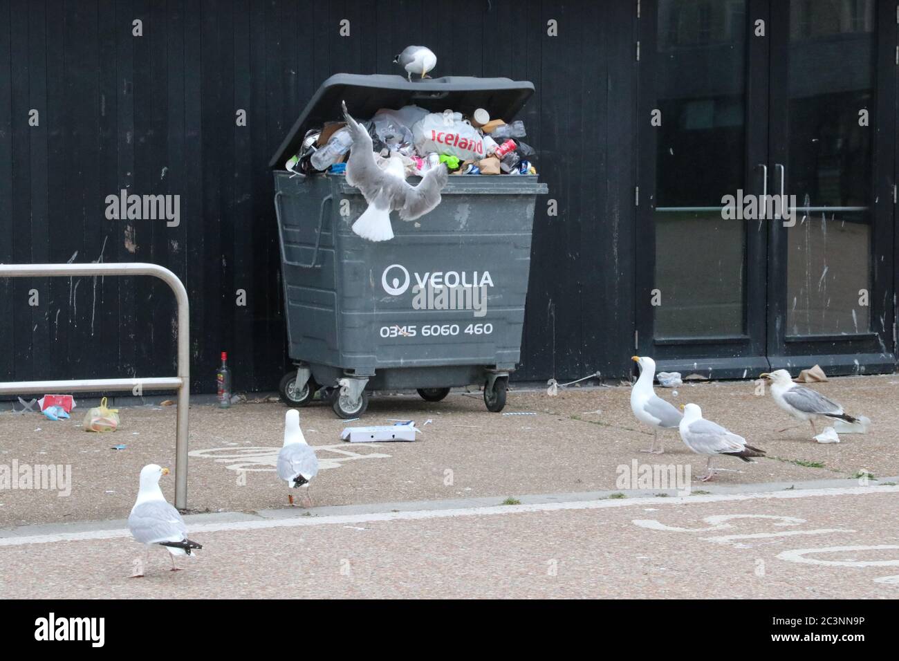 Gull raiding bins hires stock photography and images Alamy