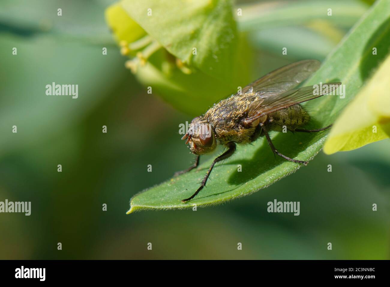Cluster fly (Pollenia sp.) sunning on a spurge leaf in a garden, Wiltshire, UK, March. Stock Photo