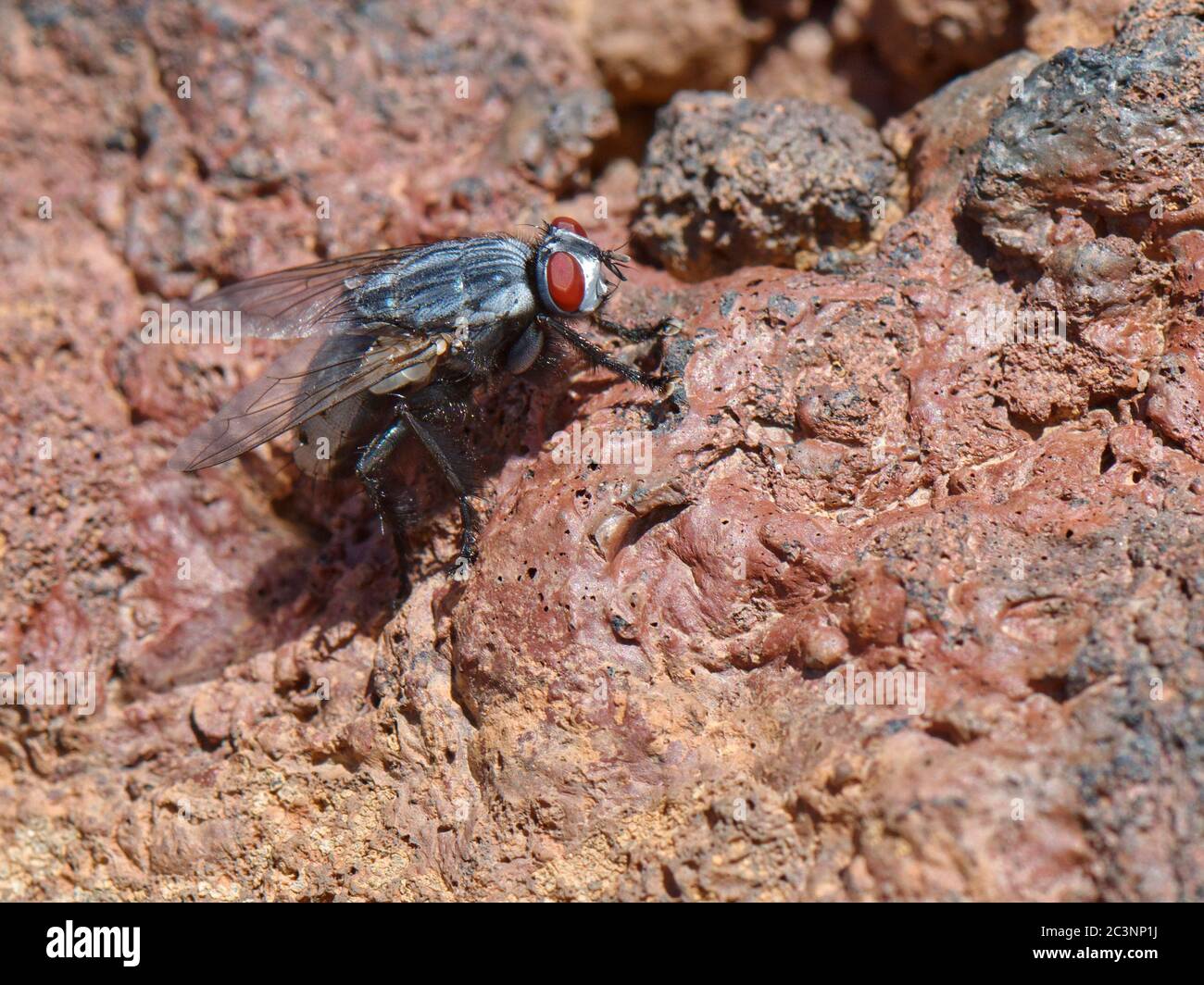 Large Flesh fly (Sarcophaga sp cf. ferox.) sunning on volcanic lava, , Tenerife, Canary Islands, August. Stock Photo