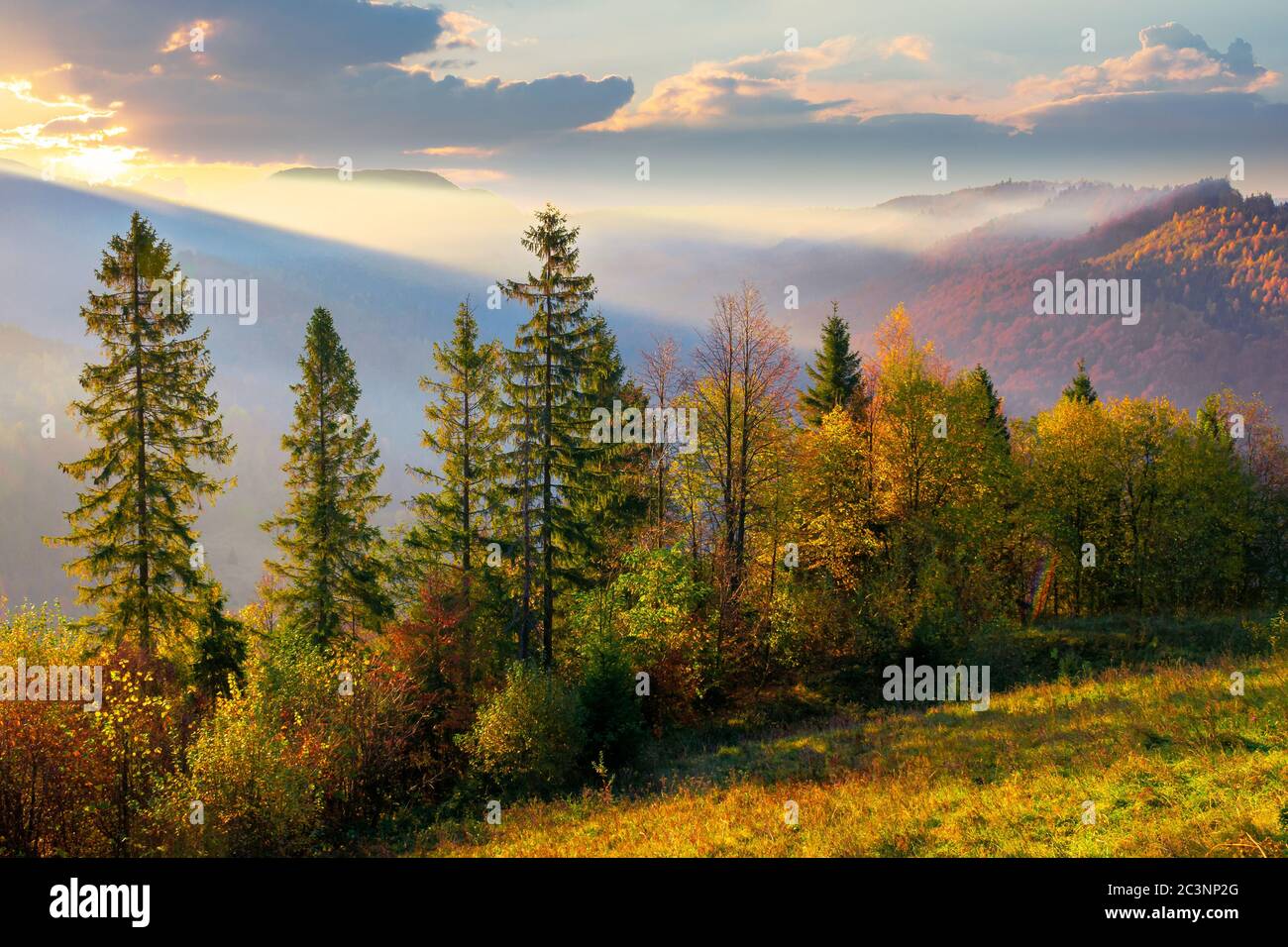 Morning mood in the mountain forest hi-res stock photography and images ...