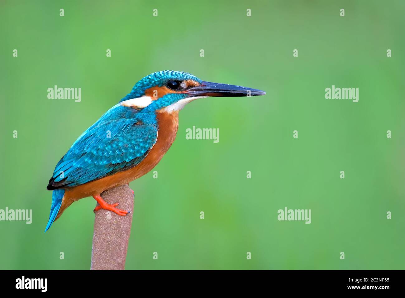 The common kingfisher, also known as the Eurasian kingfisher and river