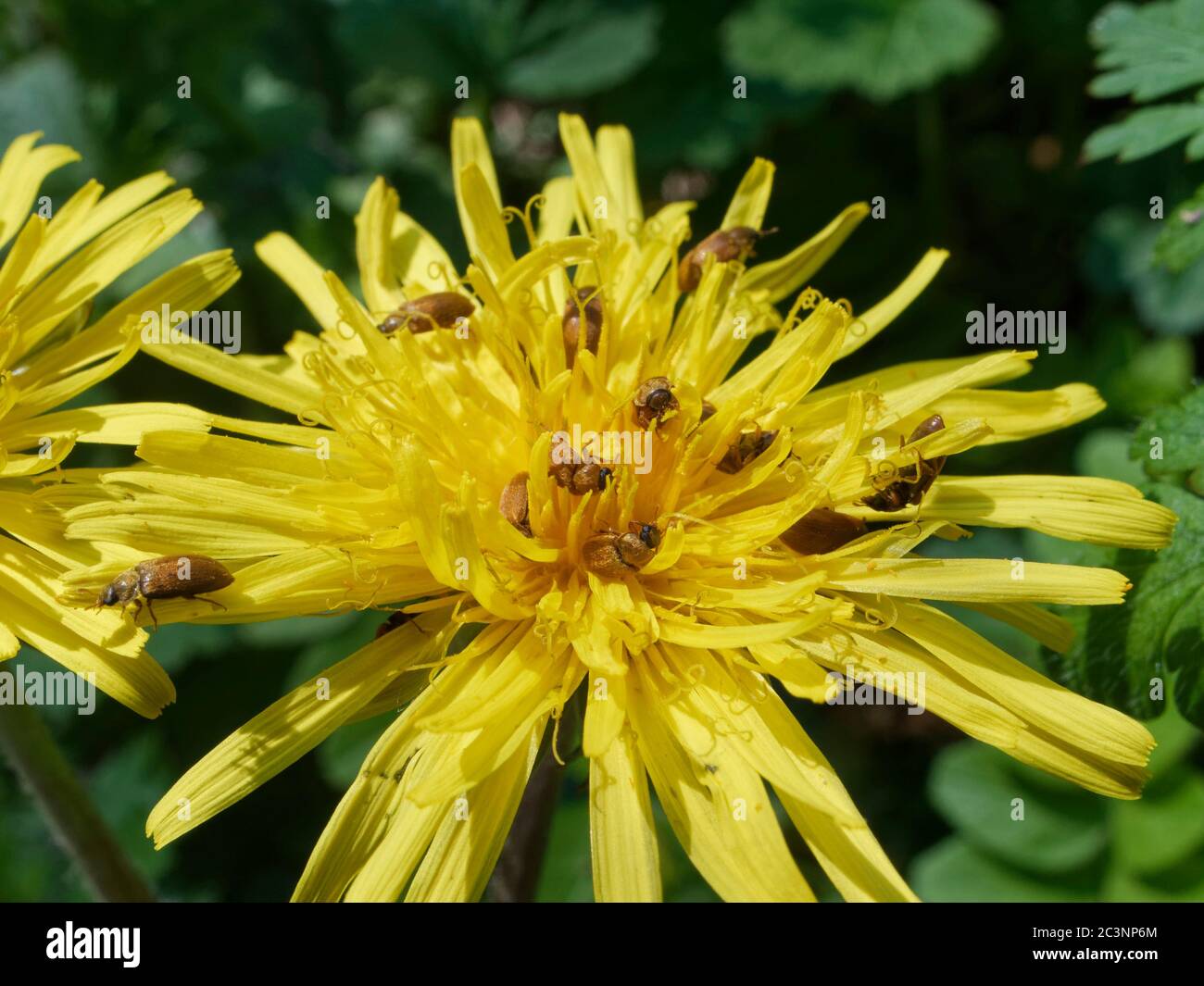 Fruitworm beetle (Byturus ochraceus) aggregation feeding on Dandelion (Taraxacum officinalis) pollen by a woodland path, Wiltshire, UK, April. Stock Photo