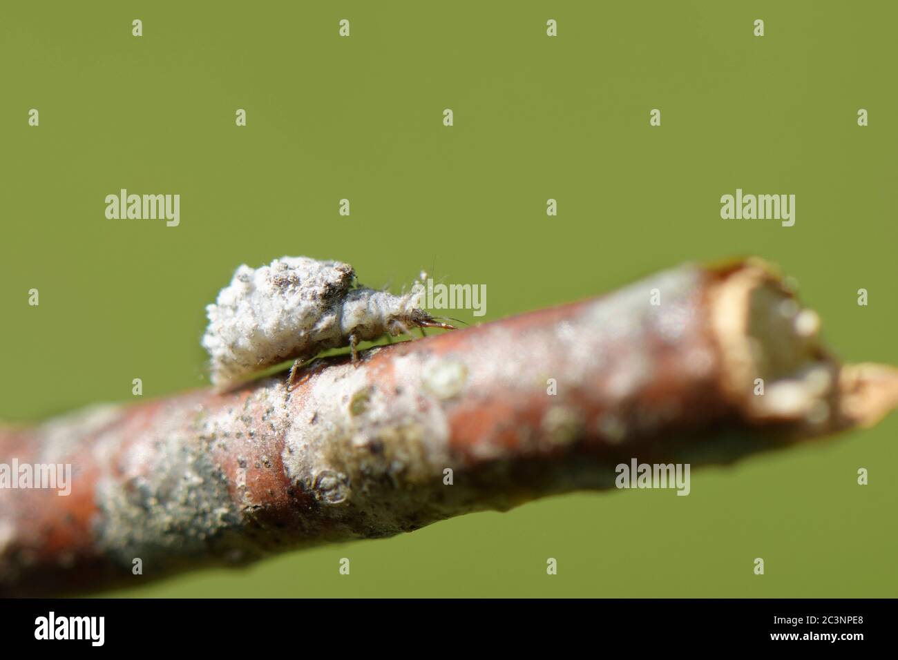 Green lacewing (Chrysopa perla) larva carrying detritus on its back for camouflage and protection, Wiltshire garden, UK, April. Stock Photo