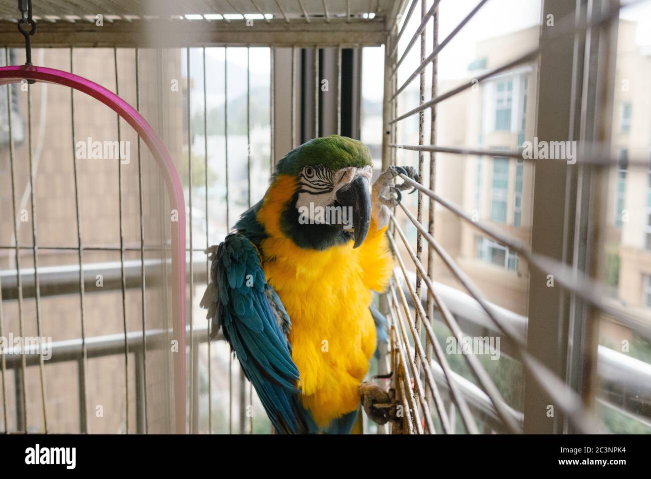 Picture of Amazon.com: Extra Large Bird Cage For Macaws