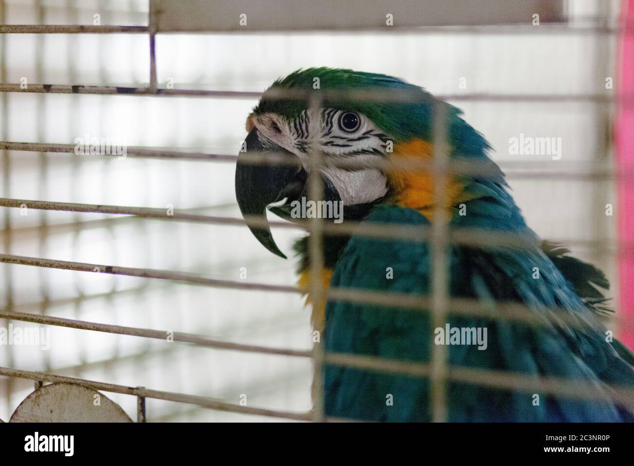 View of Brand New Large Double Macaw Cage - Bird Cages - Facebook