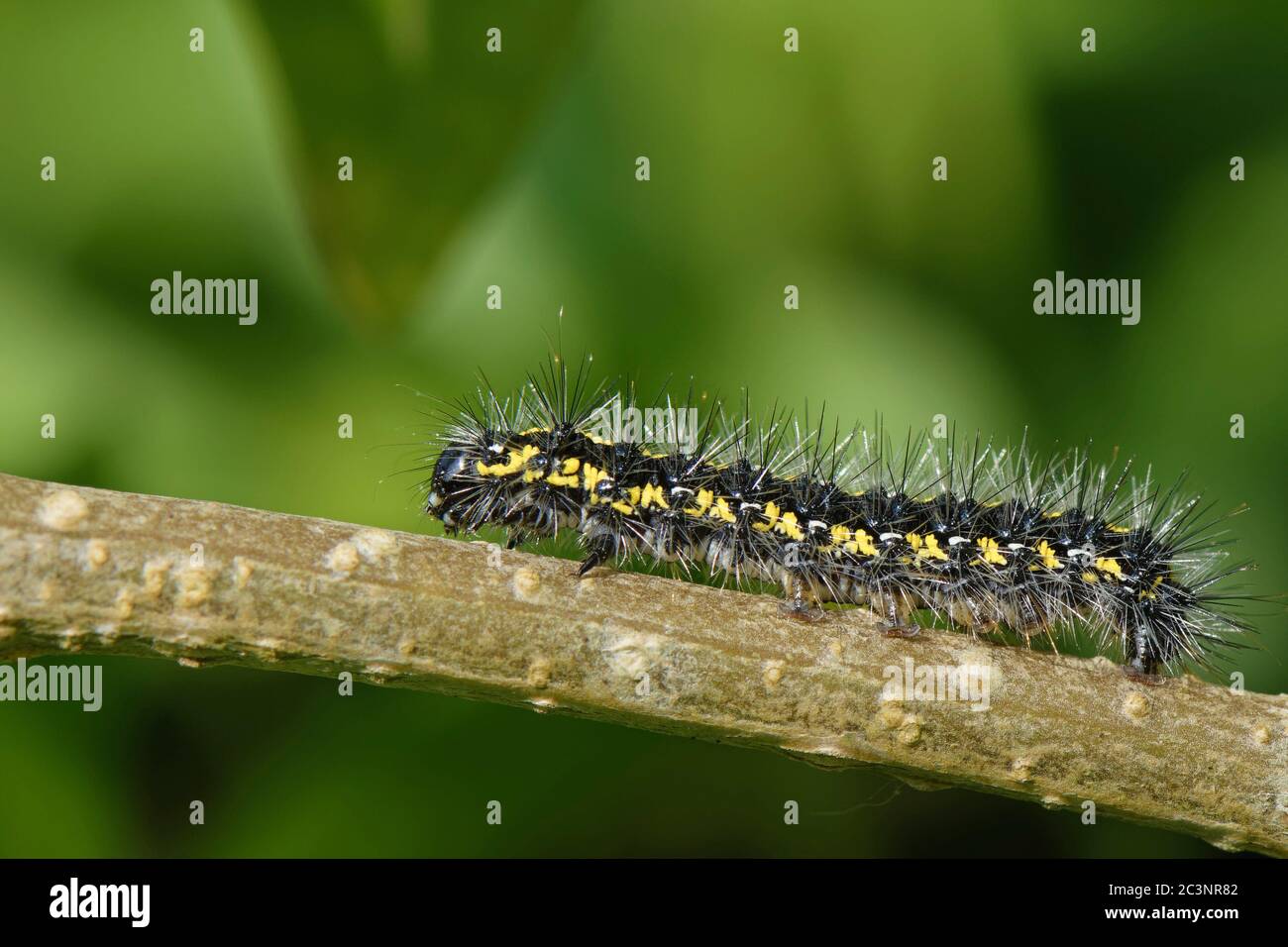 Tiger Moth Caterpillar High Resolution Stock Photography And Images Alamy