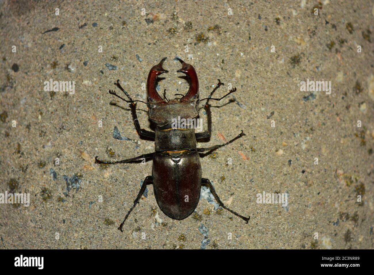 Cekenit Insect A large male insect Lucanus cervus, an adult stag beetle that rests ...