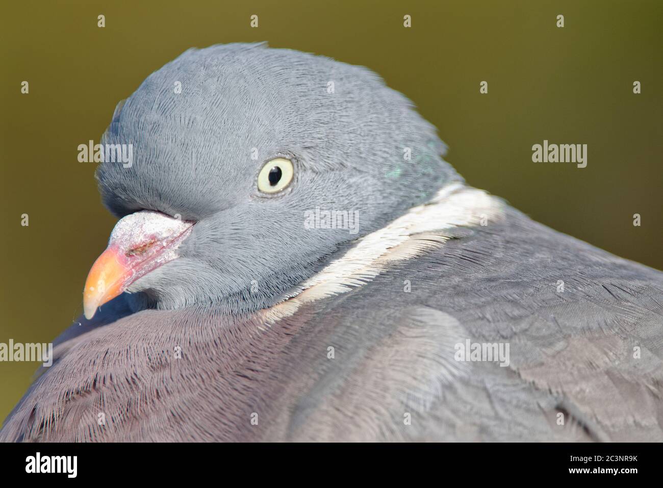 Wood pigeon (Columba palumbus) head close up, Gloucestershire, UK, January. Stock Photo