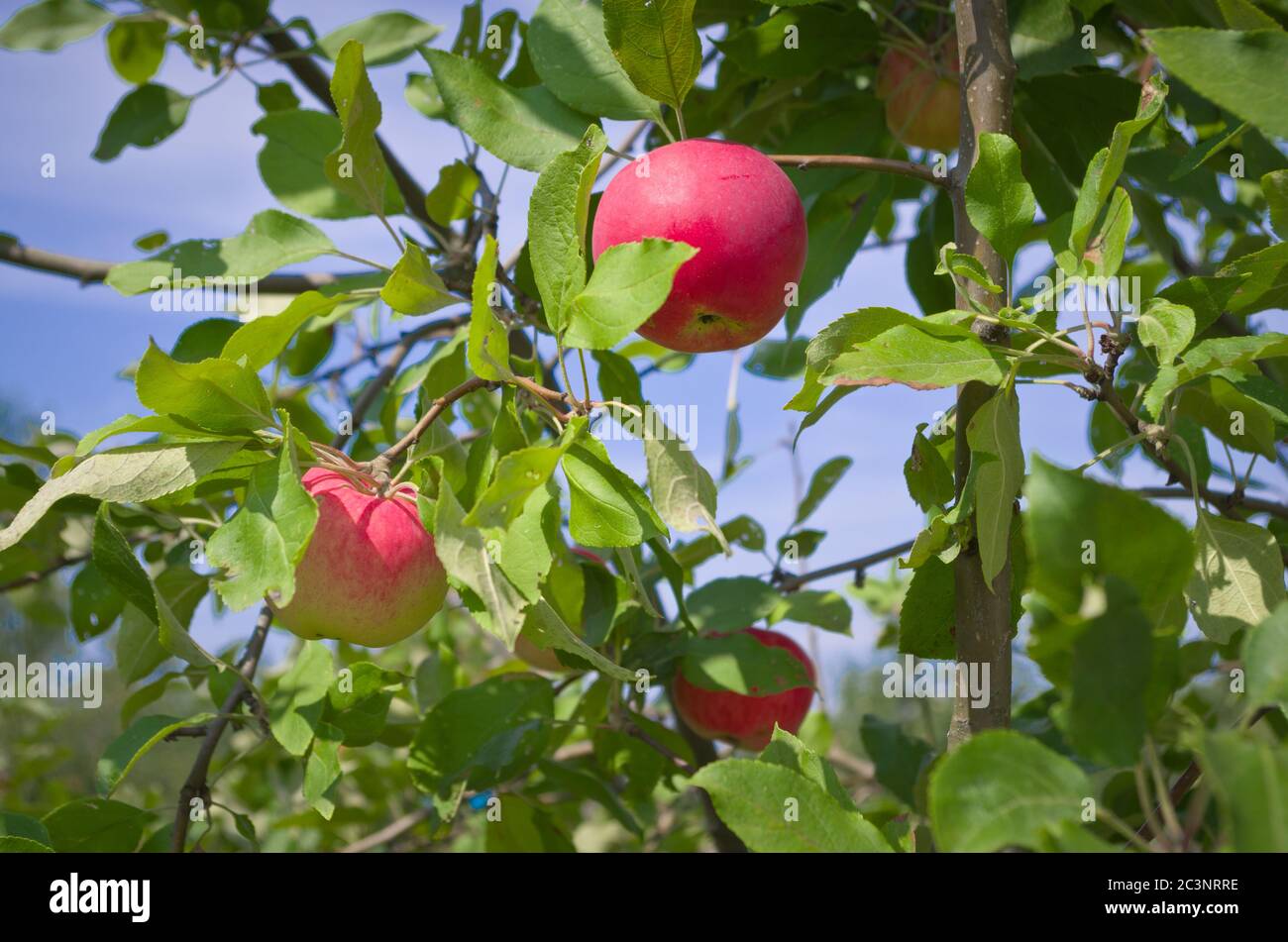 Beautiful rustic red apples on the tree. Stock Photo