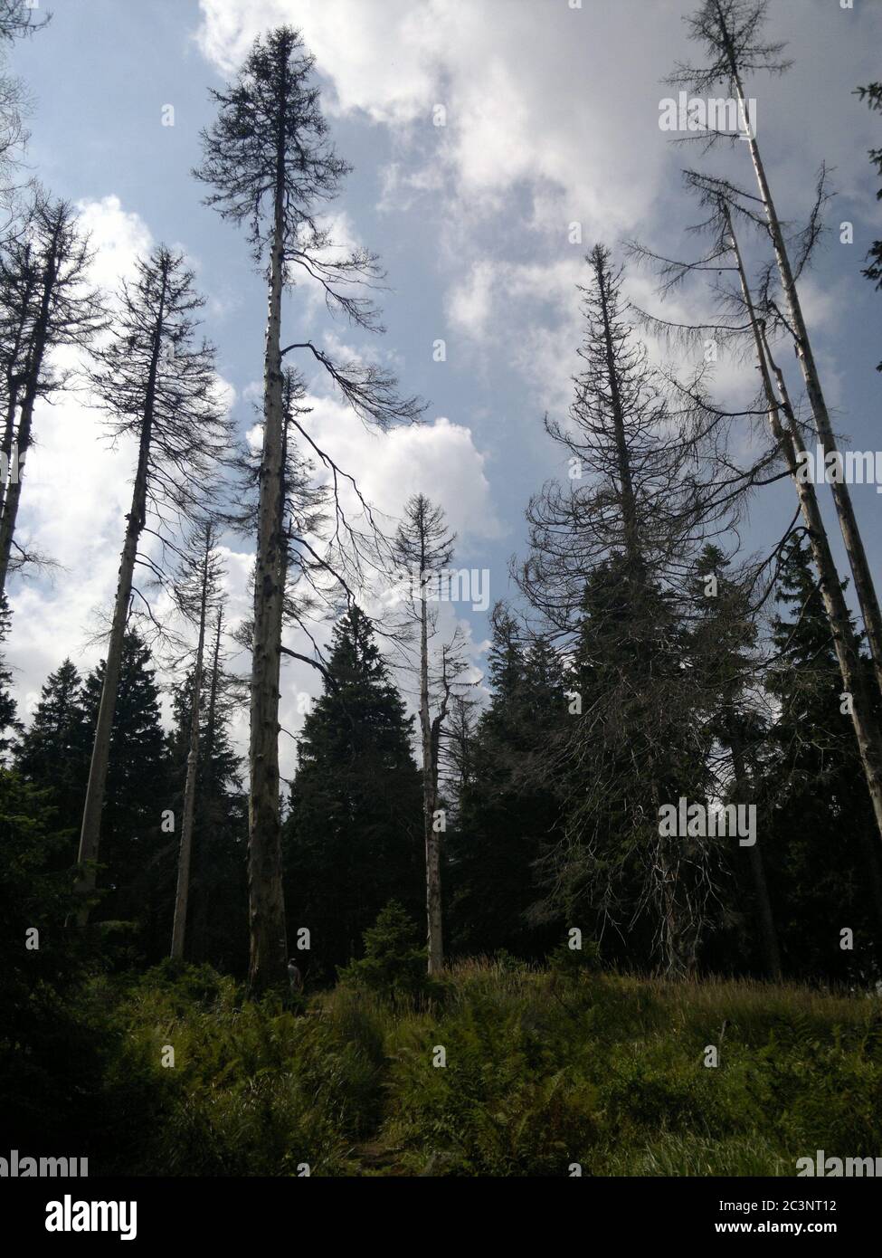 Vertical low angle shot of a pine tree forest under the cloudy sky ...