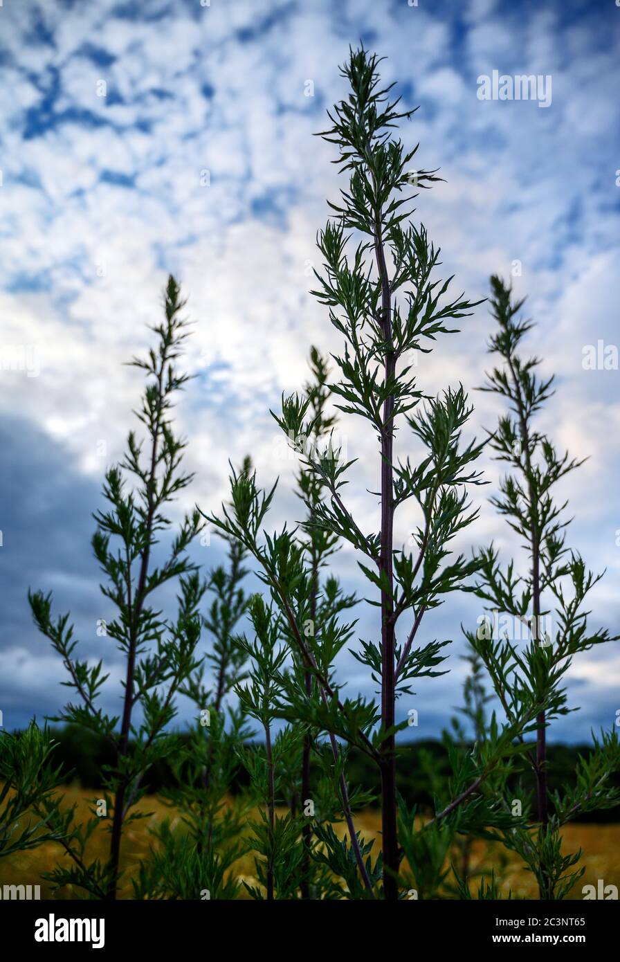 Tall plants hi-res stock photography and images - Alamy