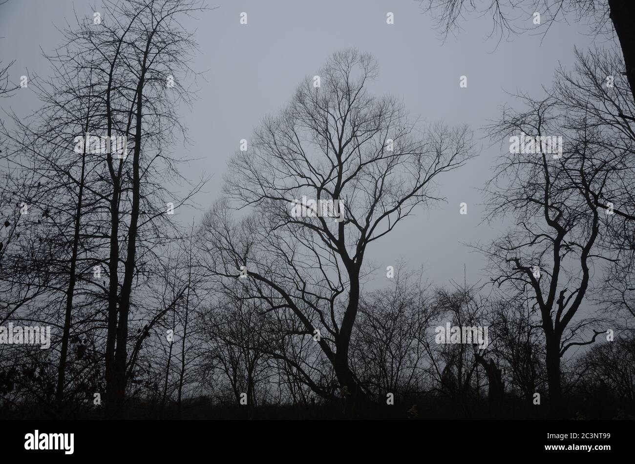 Vertical low angle shot of giant beautiful trees at a foggy day - great ...