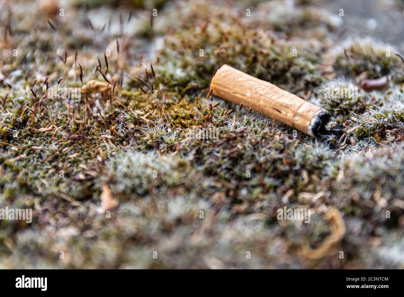 grass cigarette Cigarette on the grass hi-res stock photography and images