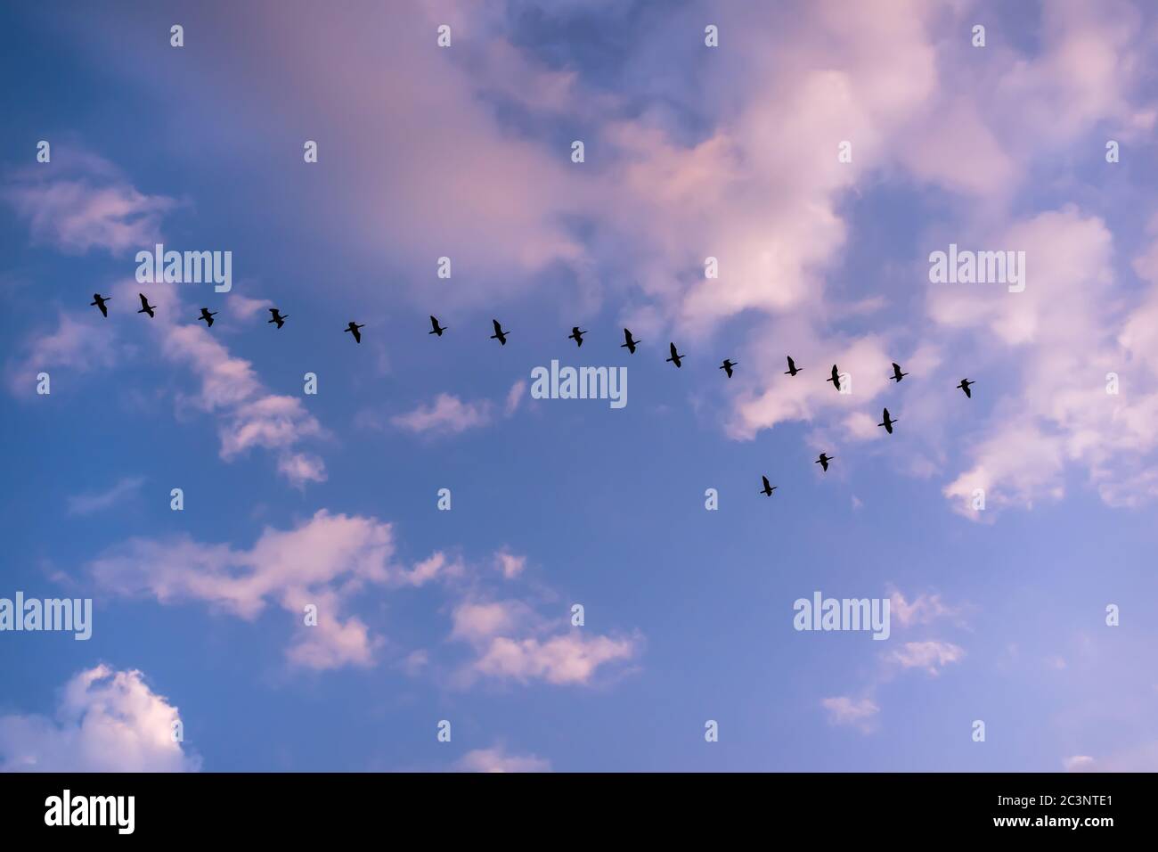 Birds flying in V shape line and blue sky background in Kuwait Stock Photo