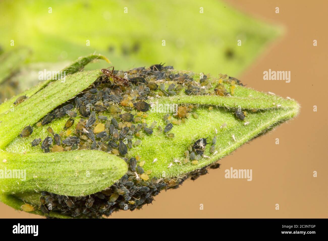 Aphids Aphis and  herder ants Tapinoma species.  Malta, Mediterranean Stock Photo