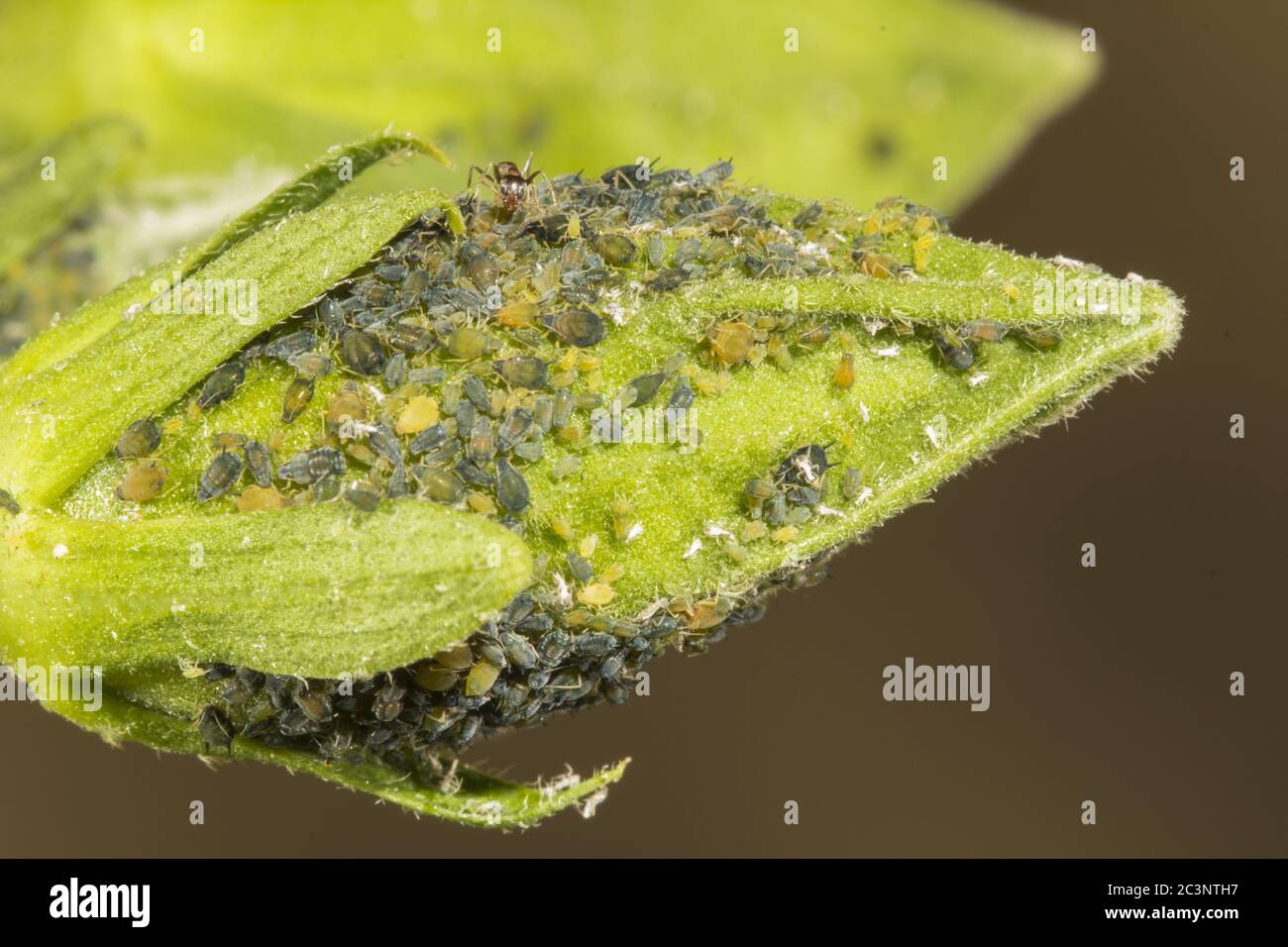 Aphids Aphis  and herder ants Tapinoma species, Malta, Mediterranean Stock Photo