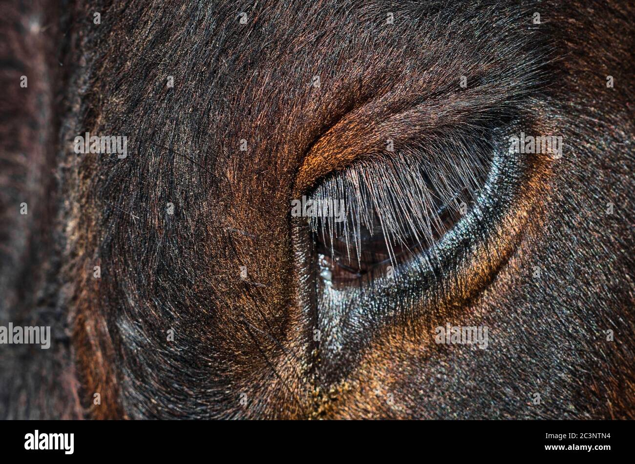 Cow eye, long eyelashes, close-up. Stock Photo