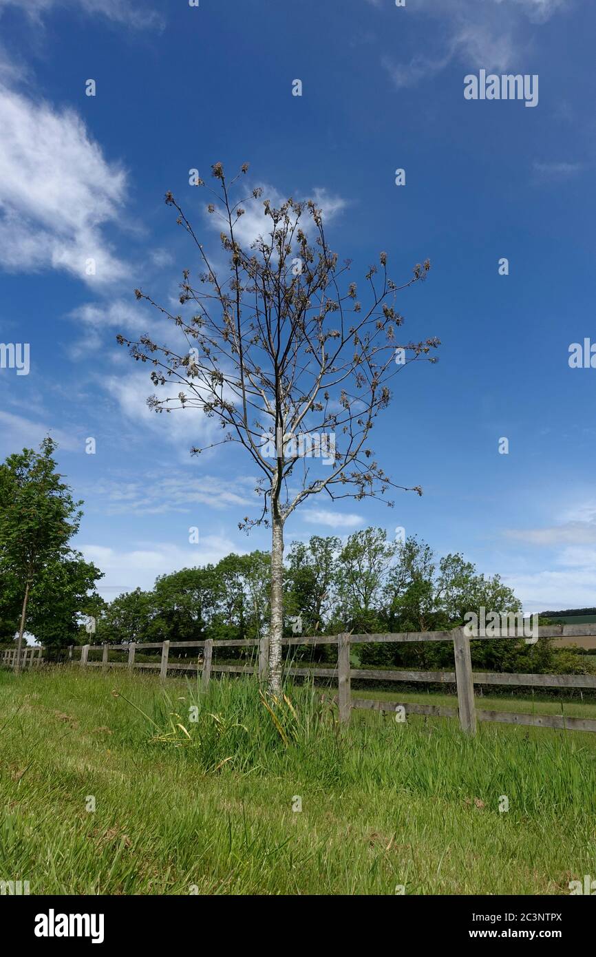 Diseased dying ash tree, Cotswolds, UK Stock Photo