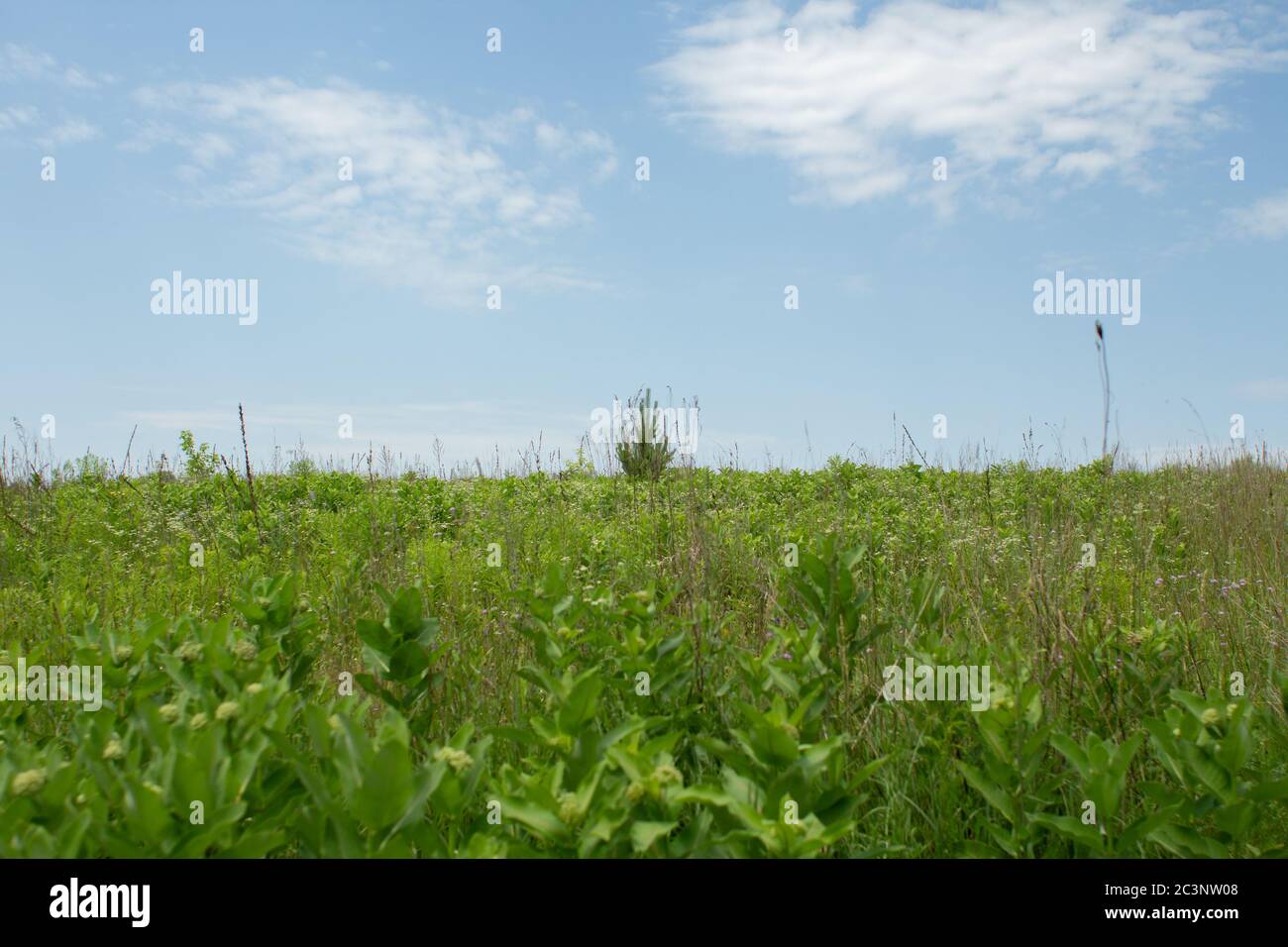 a green field with grass and bushes and blue sky Stock Photo - Alamy