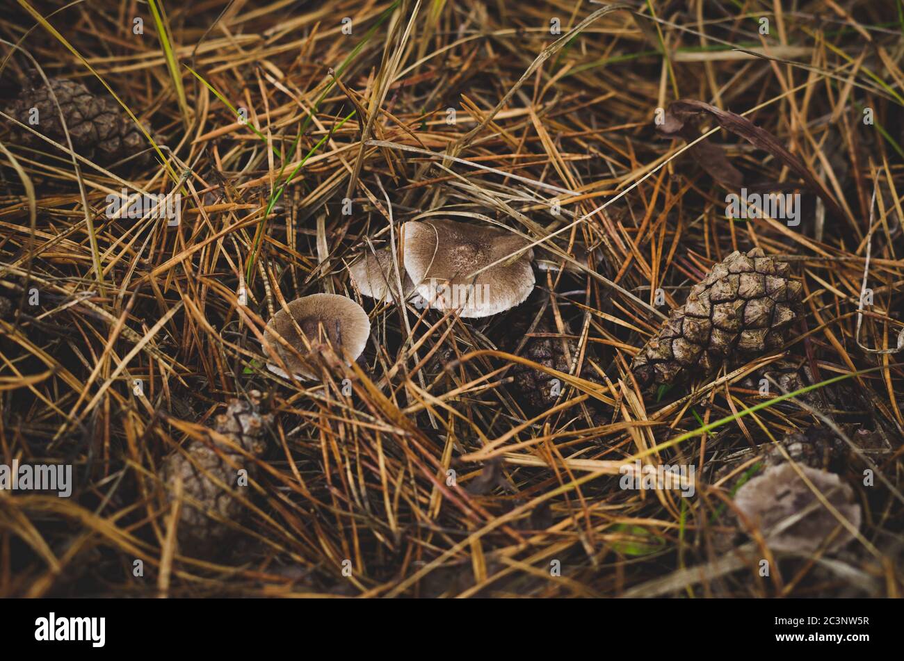 Mushrooms and cones in pine needles. Stock Photo