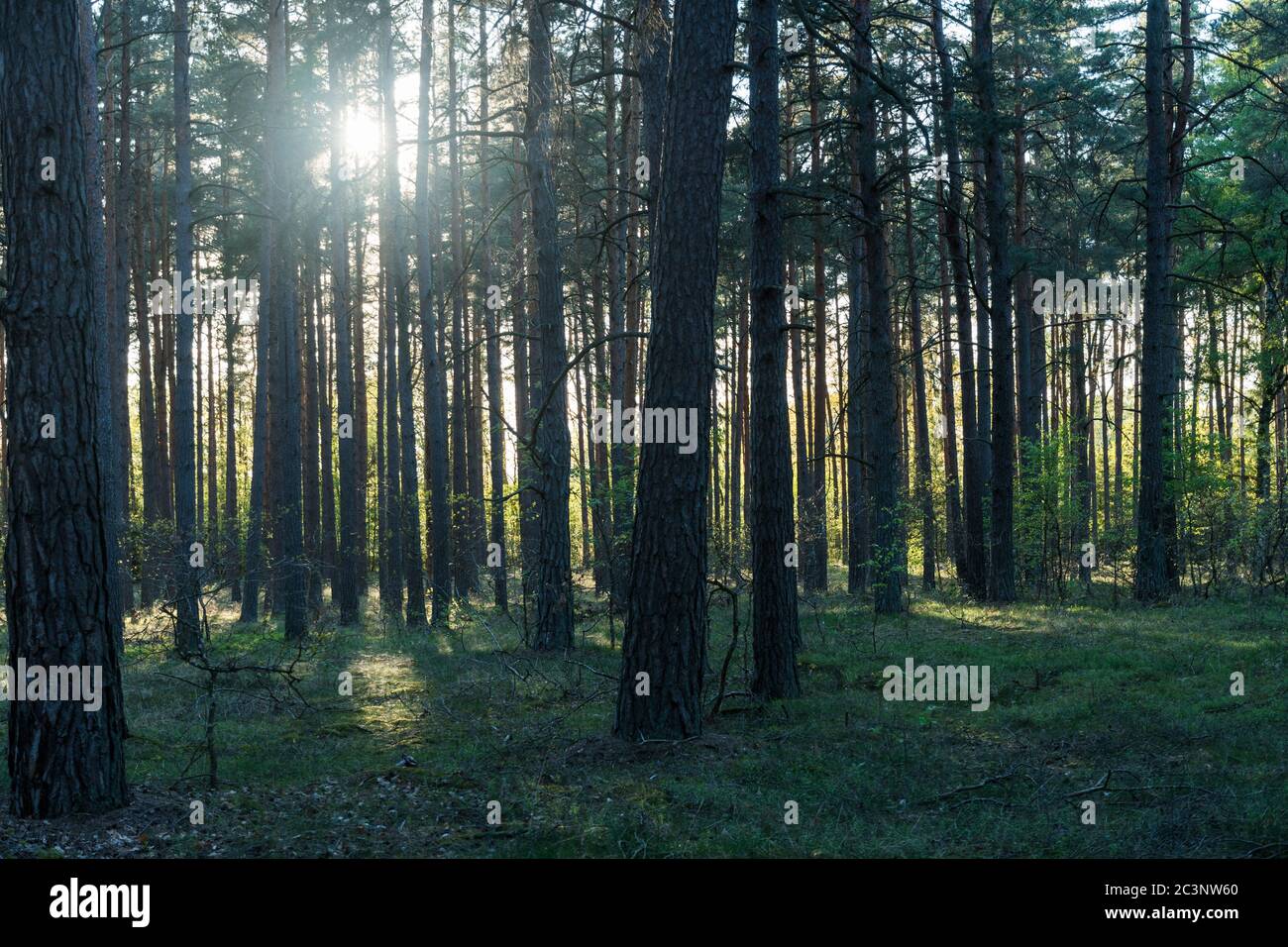 Backlit pine tree forest with tree tunks silouettes in the setting sun Stock Photo
