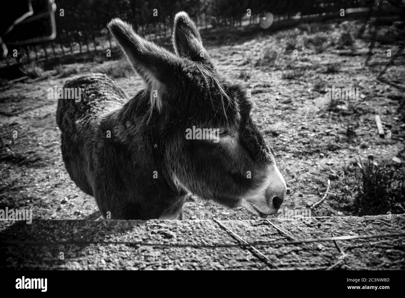 Donkeys in animal farm, natural park Stock Photo Alamy