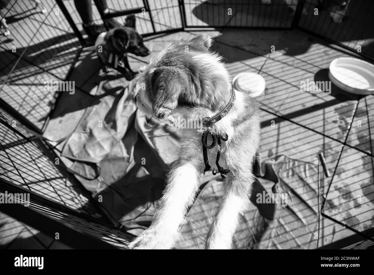 Dog locked in cage, abandoned animals for adoption, pets Stock Photo
