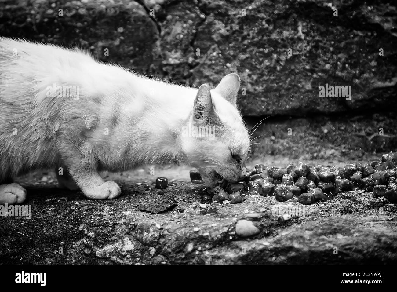 Abandoned white cat eating, detail of animal help, abandonment Stock Photo