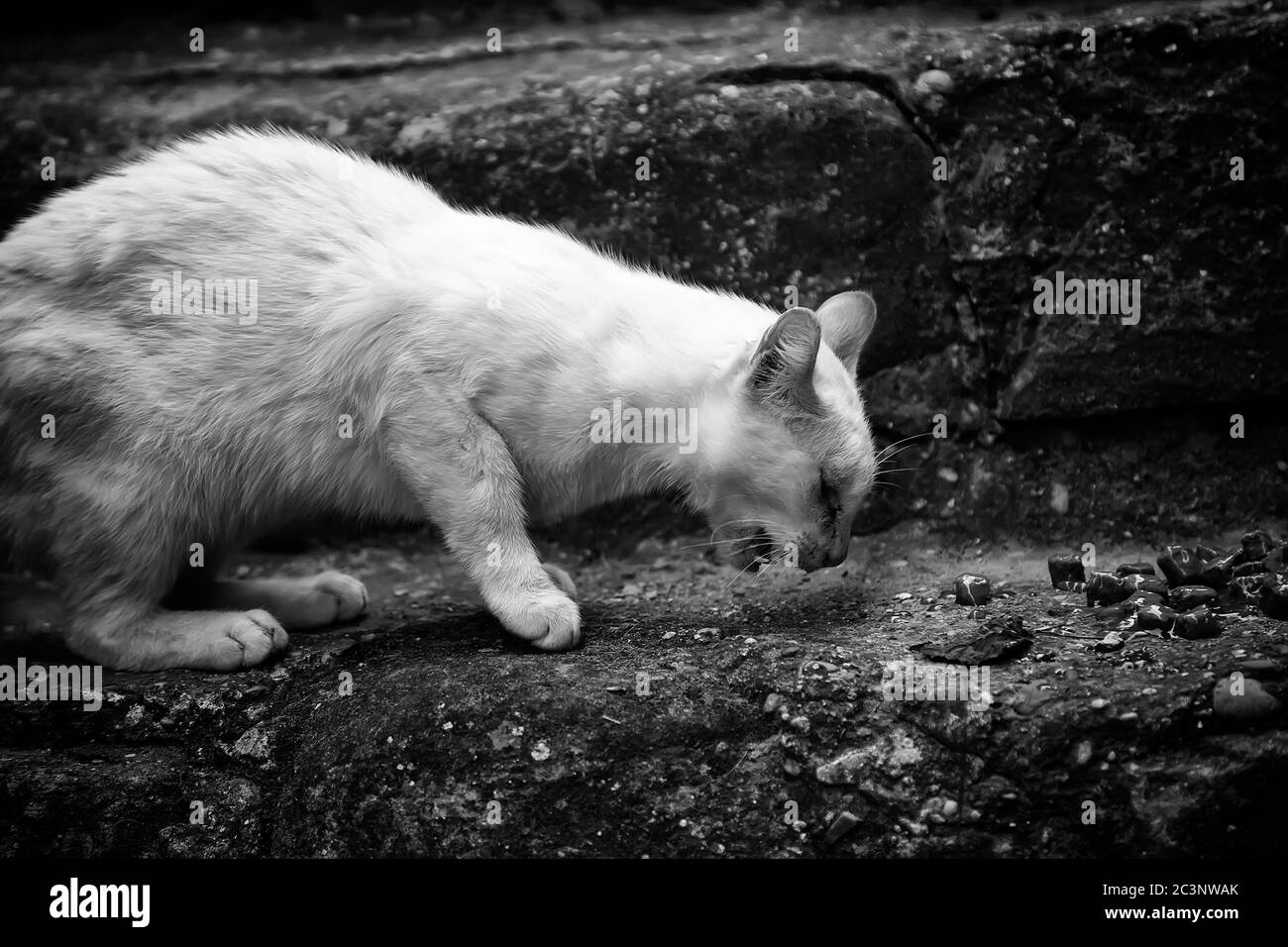 Abandoned white cat eating, detail of animal help, abandonment Stock Photo