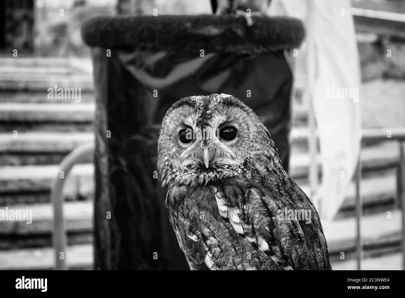Wild trained owl, detail of large bird Stock Photo