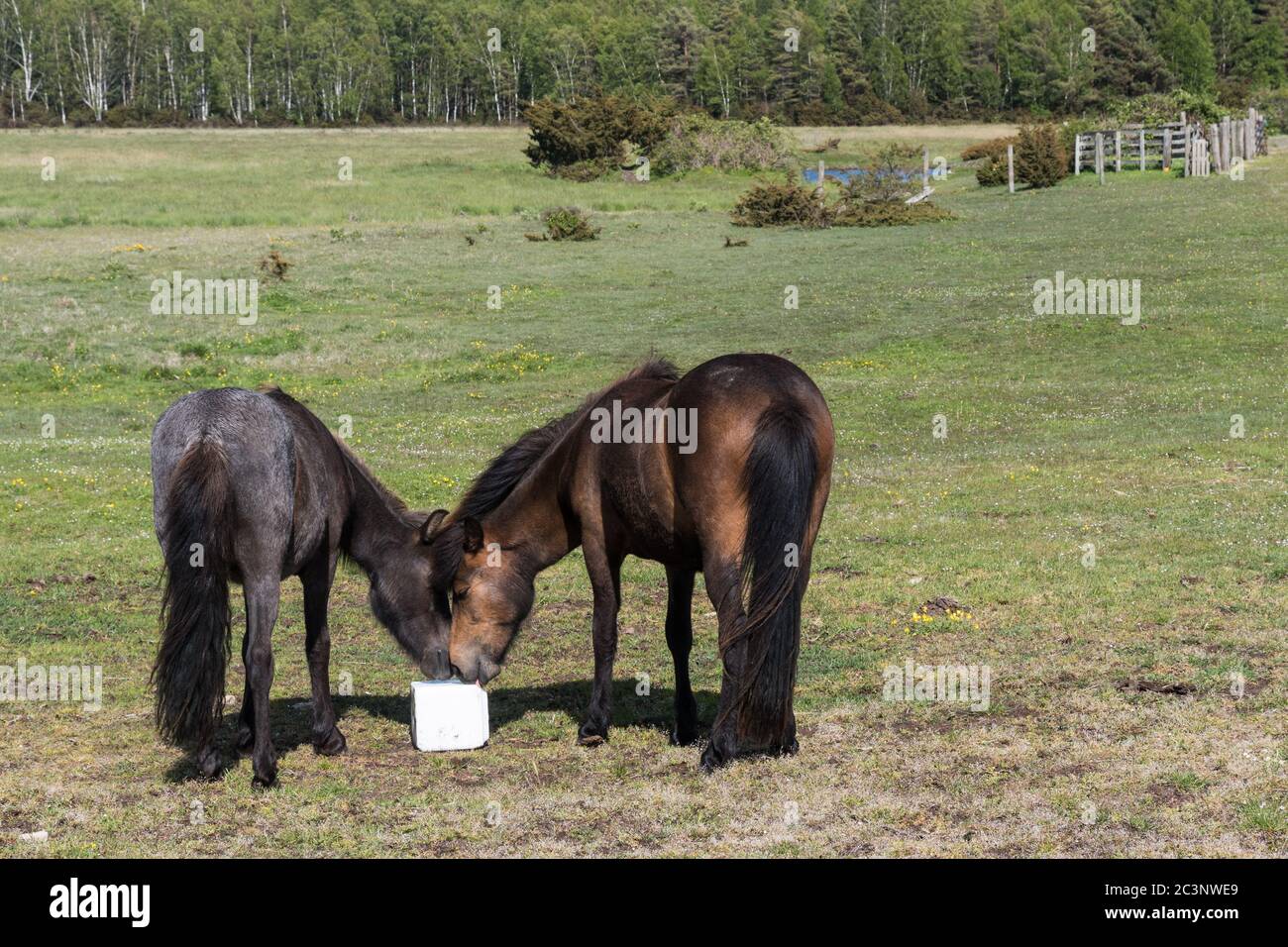 Togetherness, two horses shares a mineral block in a green landscape