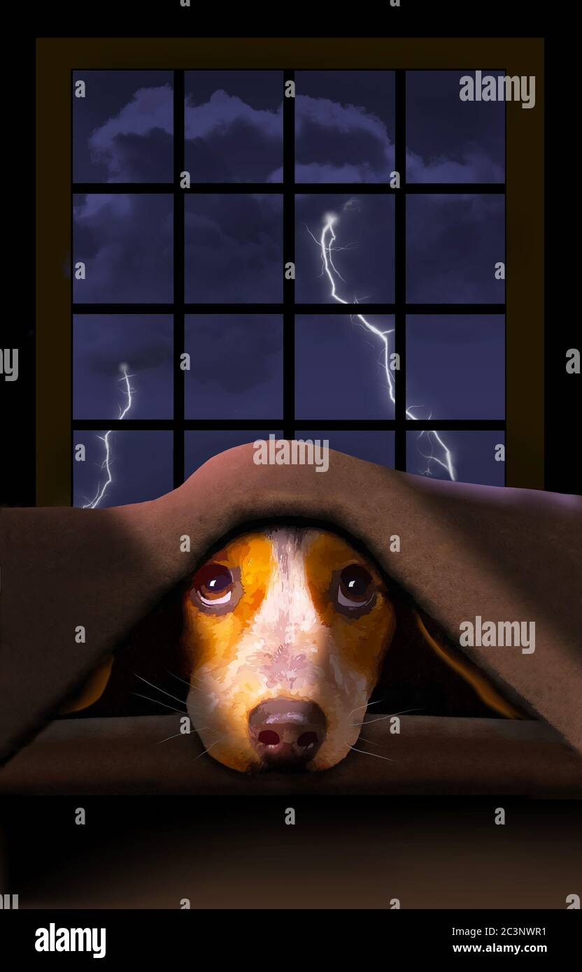 A cute little Beagle dog hides under a blanket as a thunderstorm