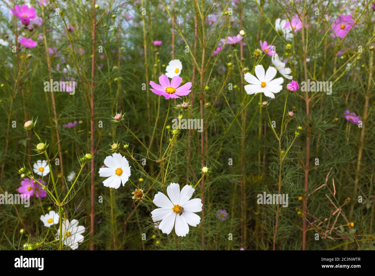 Cosmos flowers south africa bee hi-res stock photography and images - Alamy