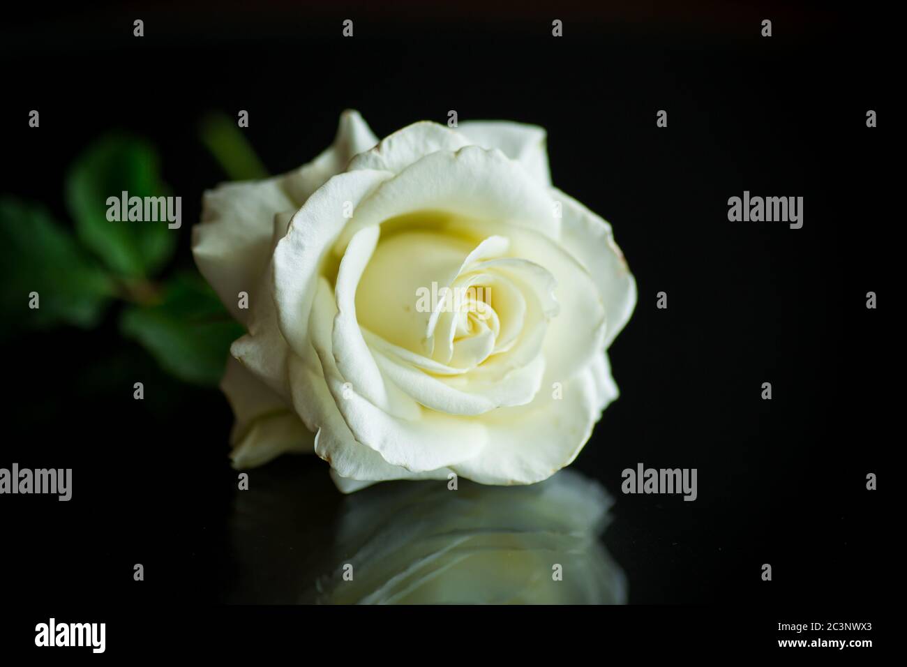 one beautiful white rose on black background Stock Photo - Alamy