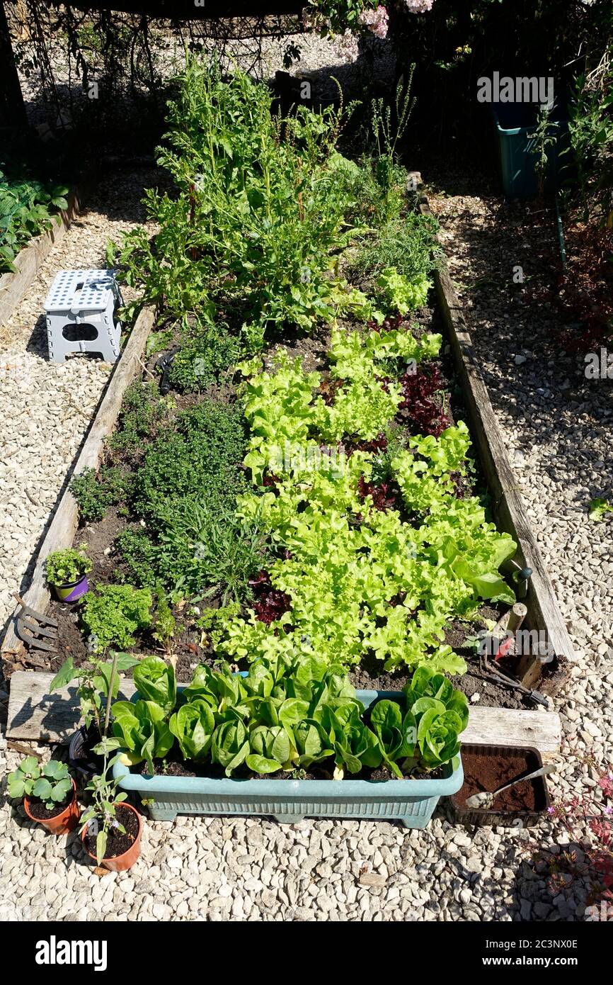 Raised Beds Growing Vegetables High Resolution Stock Photography and